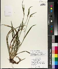 Carex kraliana image