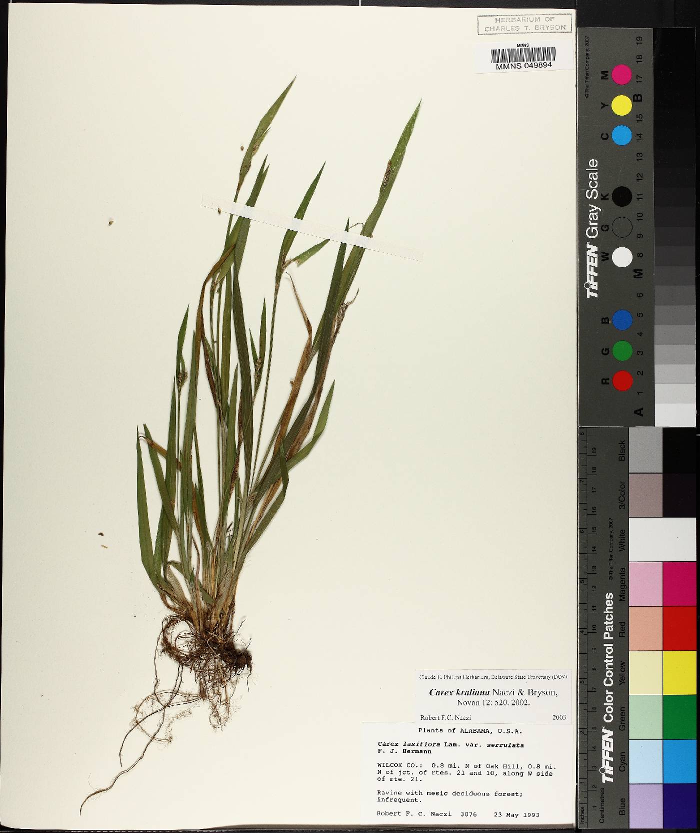 Carex kraliana image