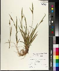 Carex kraliana image