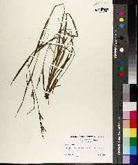 Carex leptonervia image