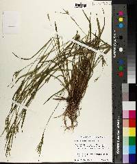 Carex leptonervia image