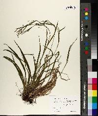 Carex leptonervia image