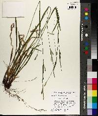 Carex leptonervia image