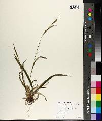 Carex leptonervia image