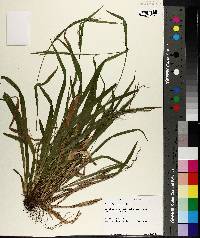 Carex leptonervia image