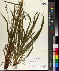 Carex leptonervia image