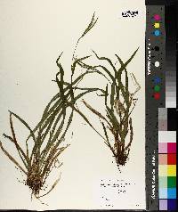 Carex leptonervia image