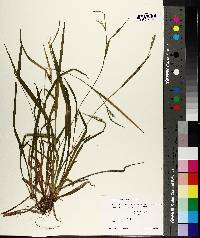 Carex leptonervia image