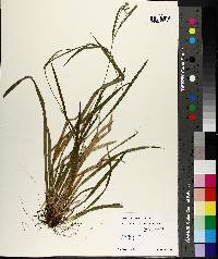 Carex leptonervia image