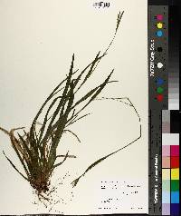 Carex leptonervia image