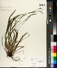 Carex leptonervia image