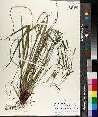 Carex purpurifera image