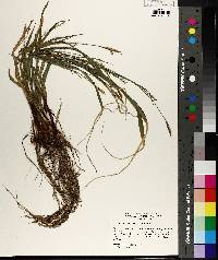 Carex purpurifera image