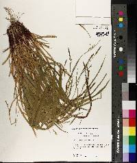 Carex purpurifera image