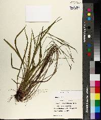 Carex purpurifera image