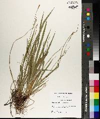 Carex purpurifera image