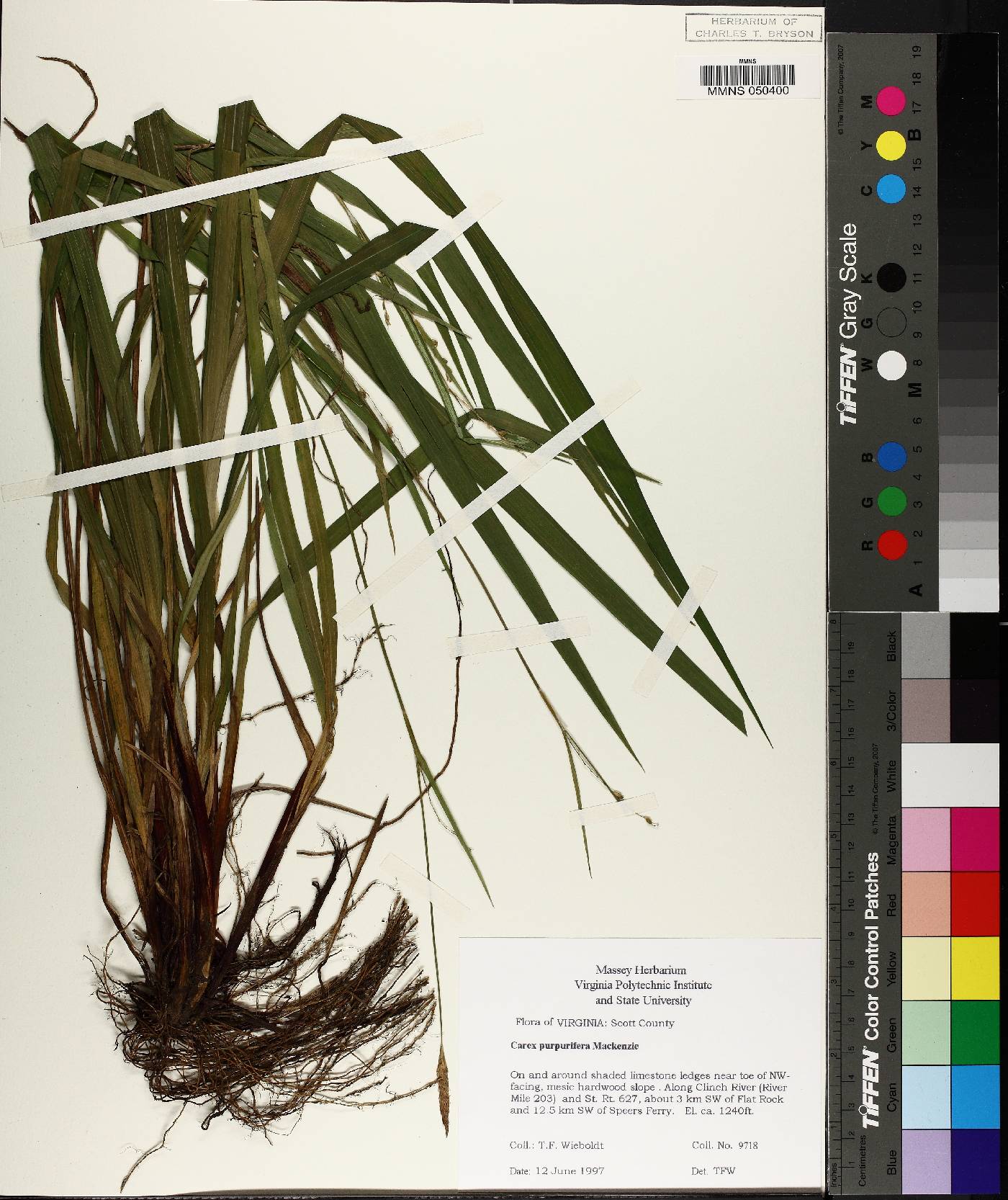 Carex purpurifera image