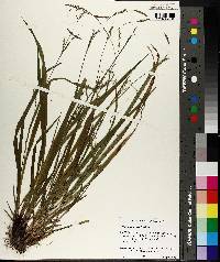 Carex purpurifera image