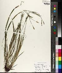 Carex purpurifera image