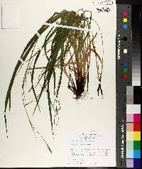 Carex purpurifera image