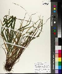 Carex purpurifera image