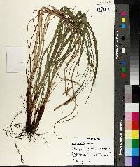 Carex purpurifera image