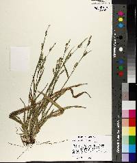 Carex striatula image