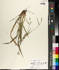 Carex striatula image