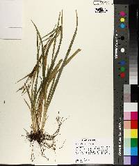 Carex striatula image