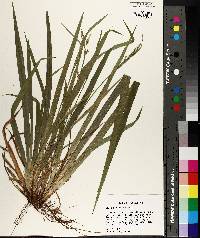 Carex striatula image