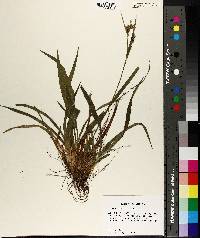 Carex striatula image