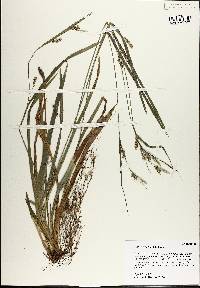 Carex striatula image