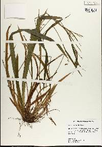 Carex striatula image