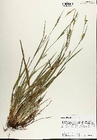 Carex striatula image