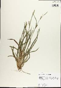 Carex striatula image