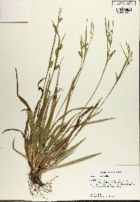 Carex striatula image