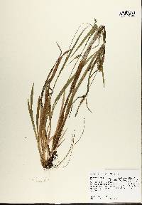 Carex striatula image