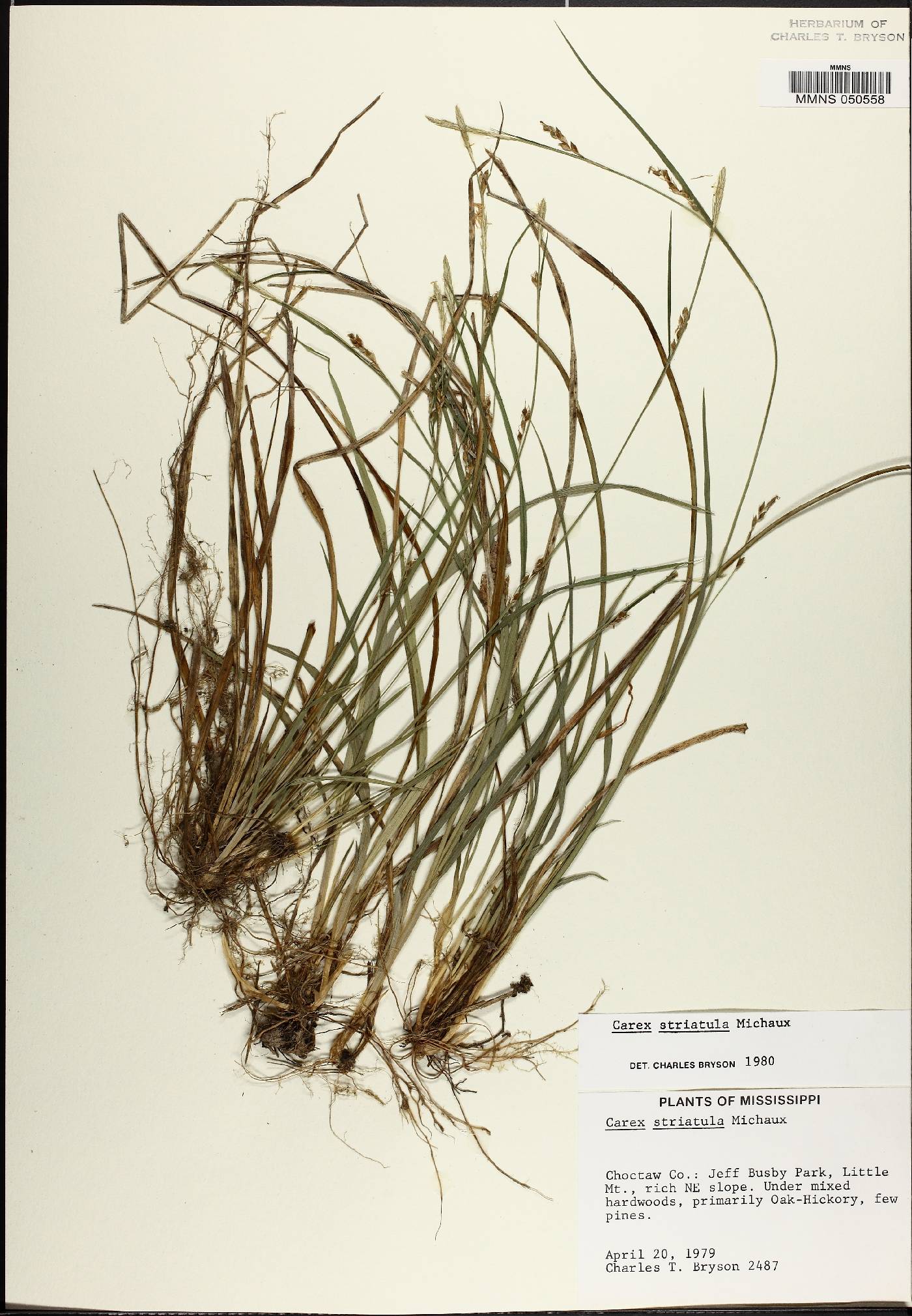 Carex ignota image