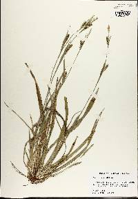 Carex striatula image