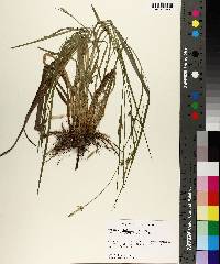 Carex styloflexa image