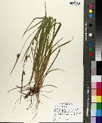 Carex styloflexa image