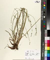 Carex styloflexa image