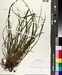 Carex styloflexa image