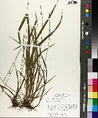 Carex styloflexa image