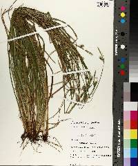 Carex styloflexa image