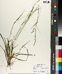 Carex styloflexa image