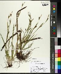 Carex gholsonii image