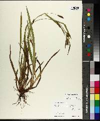 Carex gholsonii image