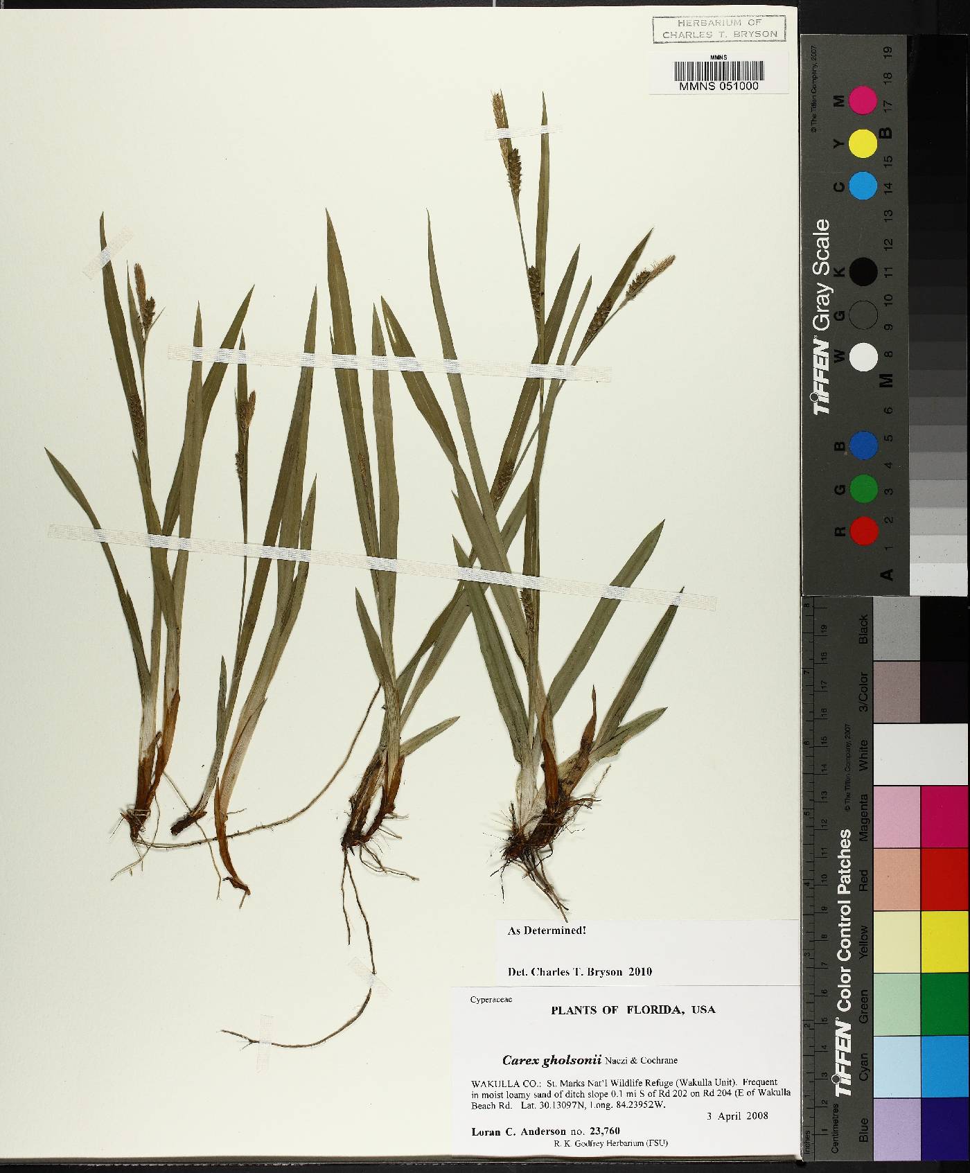 Carex gholsonii image