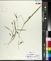 Carex gholsonii image